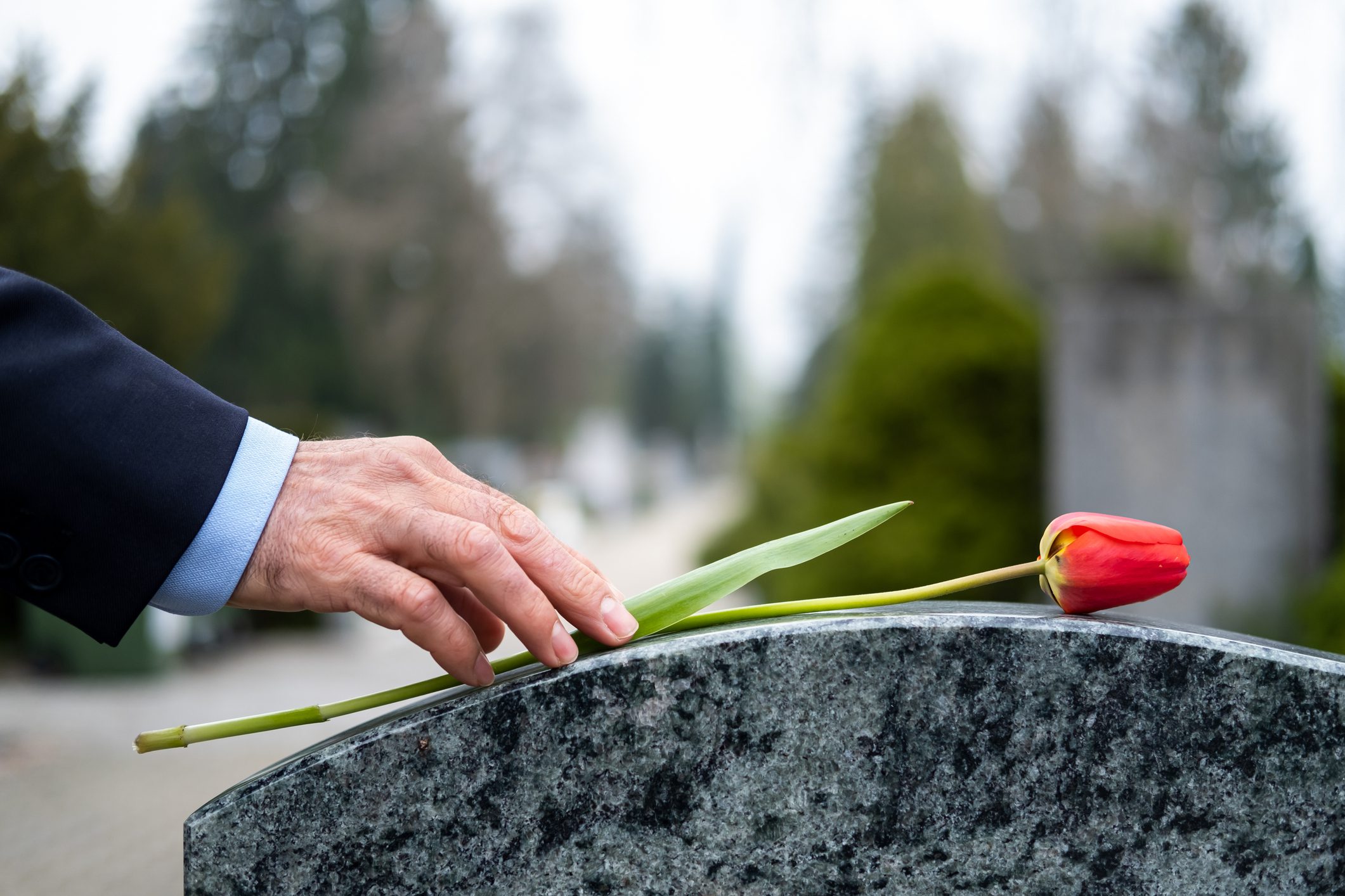 Hand placing tulip on a gravestone.